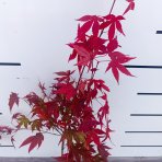 Javor dlaňolistý (Acer palmatum) ´ATROPURPUREUM´ - výška 50-70 cm, kont. C2L